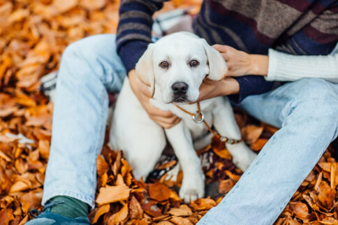 Looking for a Female Fluffy Frenchie for Sale? Here’s What to Check First