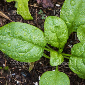 Mother's Superior Potting Soil