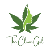 Premium Cannabis & Weed Clones for Sale in Massachusetts