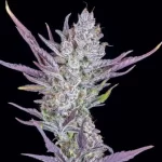 Banana Hammock Clone