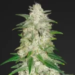 Blue Dream Clone