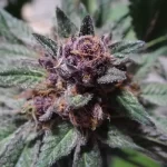 Grand Daddy Purp Clone