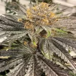 Early Lemon Berry Clone