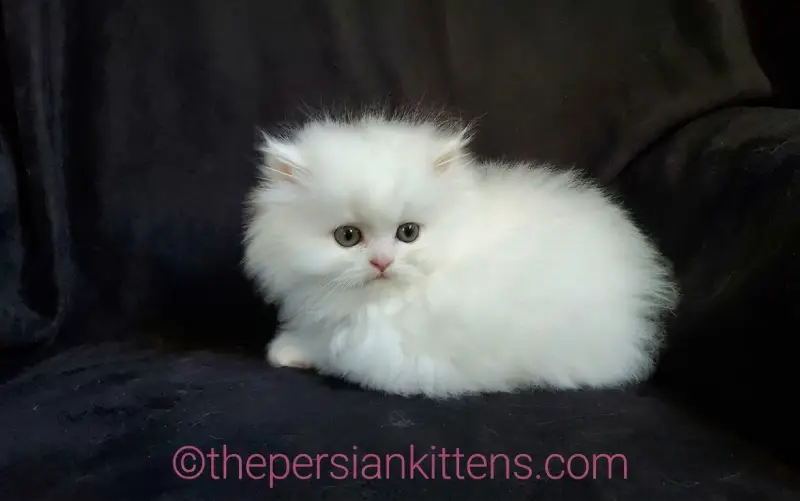 Choosing the Perfect Persian Kitten for Your Family