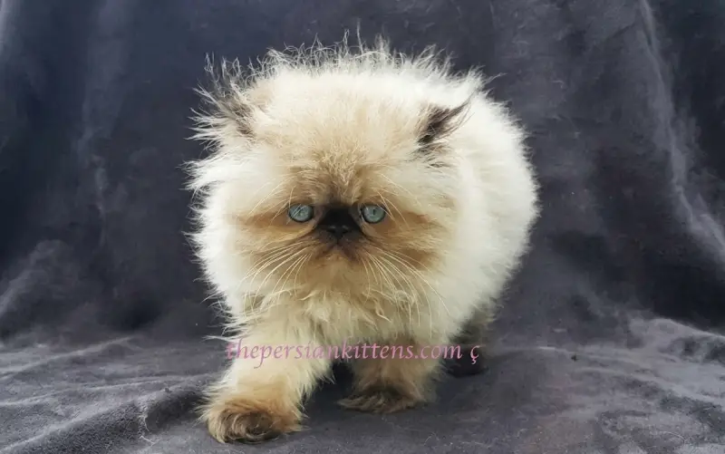 Essential Care Tips for Persian Cats