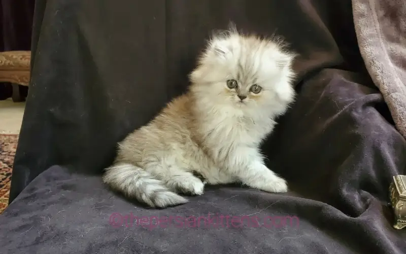Why Persian Cats Make Wonderful Companions